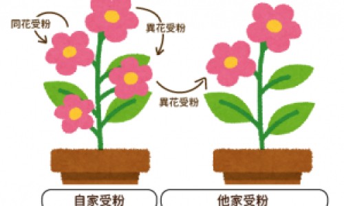 凤梨和菠萝的吃法一样吗网 - 网站提供凤梨和玻璃菠萝的区别小常识、凤梨和菠萝有什么区别