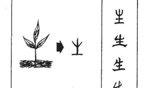 凤梨与菠萝有什么区别-凤梨和菠萝的吃法一样吗网 - 网站提供凤梨和玻璃菠萝的区别小常识、凤梨和菠萝有什么区别